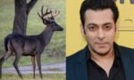 काला हिरण फिल्म विवाद में सलमान खान को हाई कोर्ट का नोटिस, 28 साल पुराने केस पर फिर गरमाई कानूनी जंग